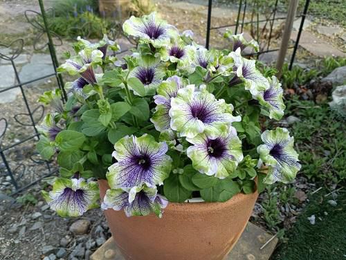 《バラ庭》ばーばの庭遊び・・今年もゲット出来ました!