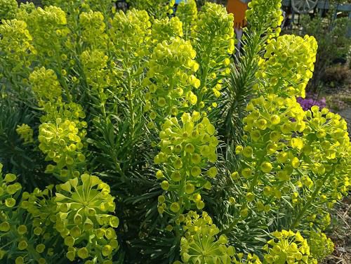 《バラ庭》ガーデンNOW~毎日が変化?