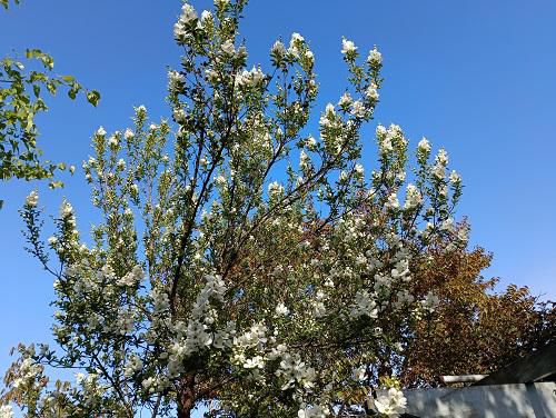 《バラ庭》ガーデンNOW~気まぐれなお天気です!